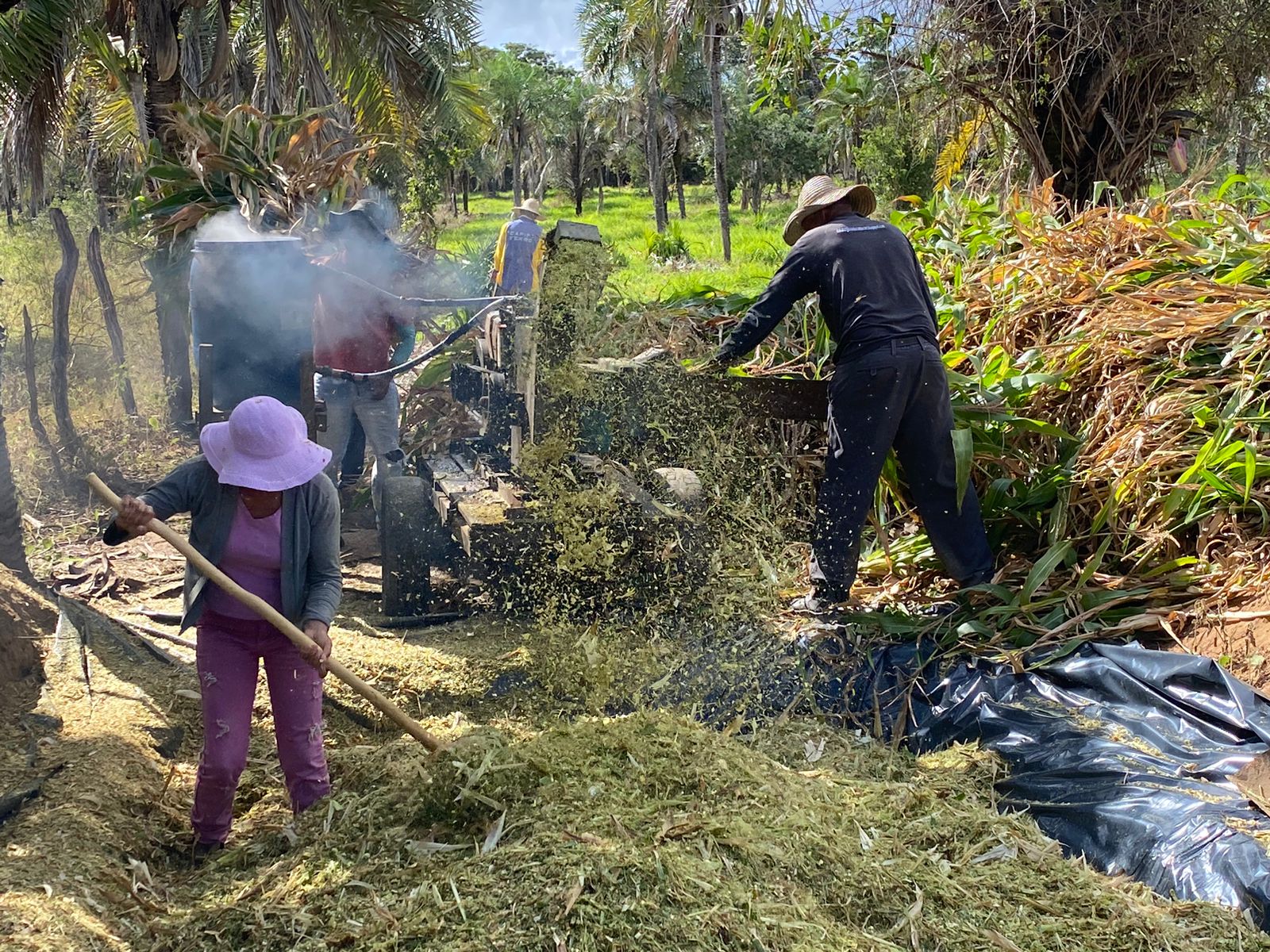 Dia de Campo em Poços: silagem de milho